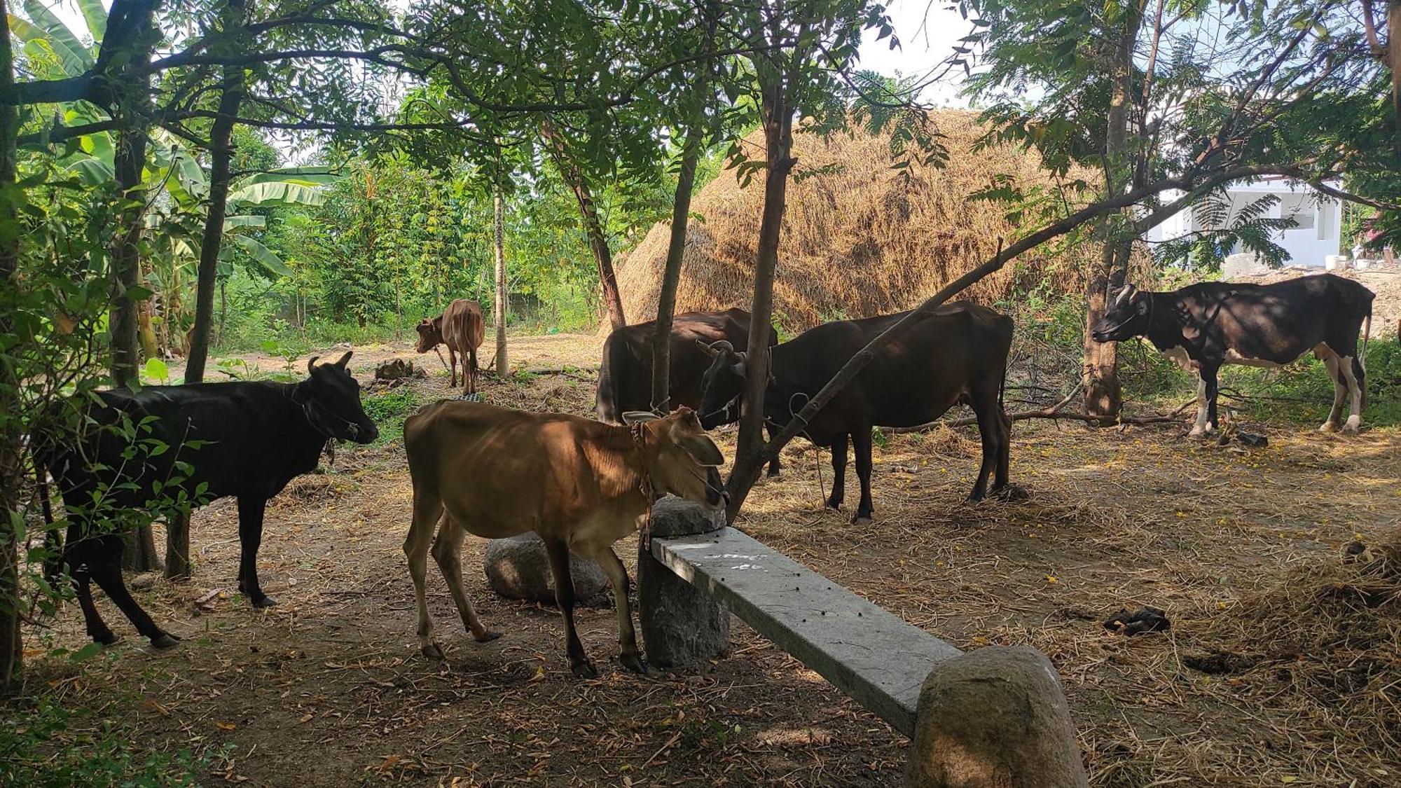 Vaksana Farm Stay Gudraippattu Exterior photo